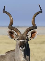 Wine Gift Kudu Wine Gift Kudu